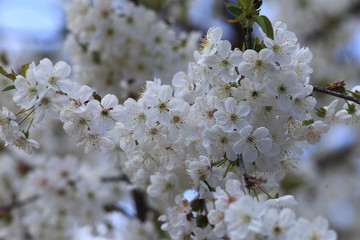A sprig of peach. Flowers and dry fruit on the same branch