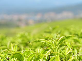 Closeup view of beautiful upper bright green tea leaves