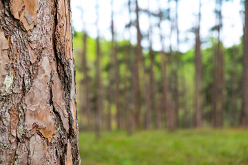 tropical pine forest, blurred background