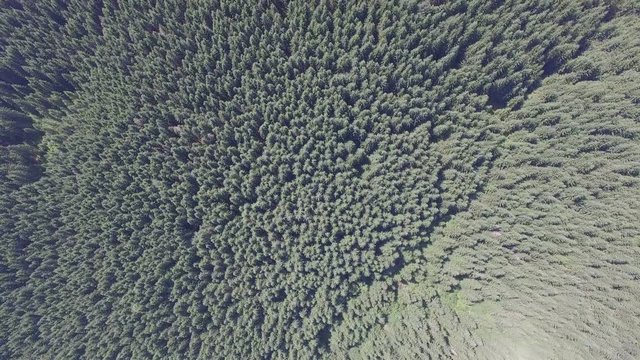 View The Forest From A Great Height. Drone Flight