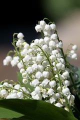 muguet de mai,convallaria majalis