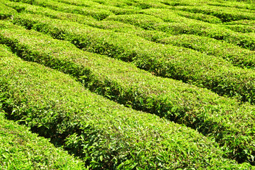 Rows of bushes on tea plantation. Bright fresh tea leaves