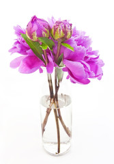 Spring pink peonies in glass vase. Isolated.