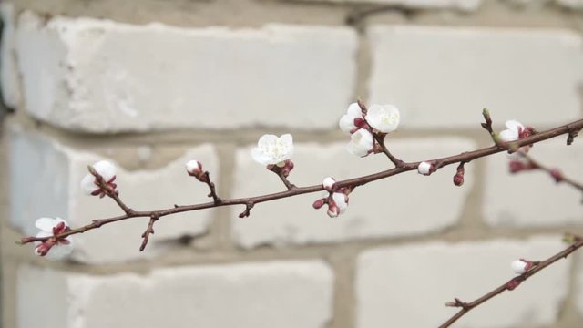 Spring apricot blossoms. apricot-tree flowers