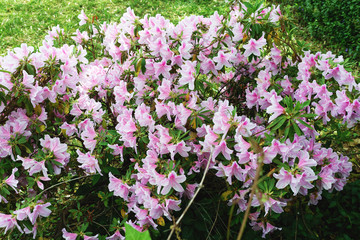 Obraz premium Pink spring azaleas.