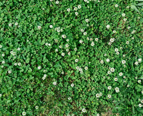 Clover alternative to grass lawn.