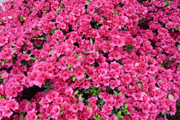 Obraz premium Spring azalea background.