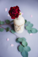 Dark red pink put in a white bottle stands on table with green branches