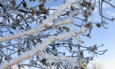 Frost on the tree branches in Saskatchewan, Canada