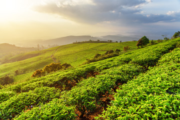 Fototapeta na wymiar Rows of young tea bushes at tea plantation at sunset