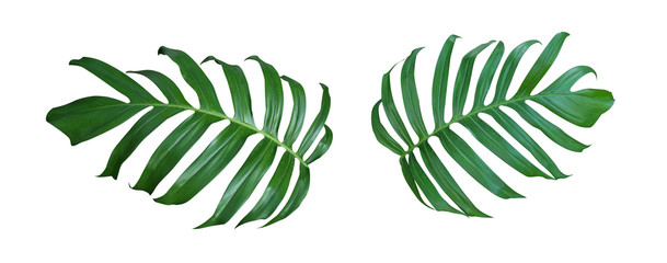 Monstera plant  leaves, the tropical evergreen vine isolated on white background, clipping path included - obrazy, fototapety, plakaty