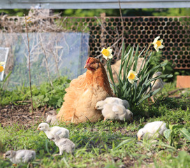 Chicken-mom and little chickens ..