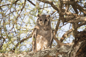 Wild Verreaux's Eagle-Owl (Bubo lacteus) in a Tree in Northern Tanzania