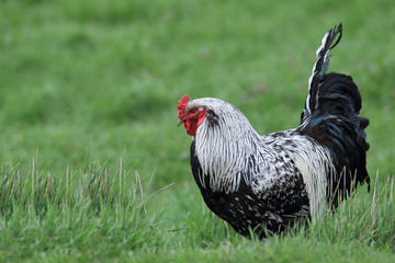 Motley cock among the green grass
