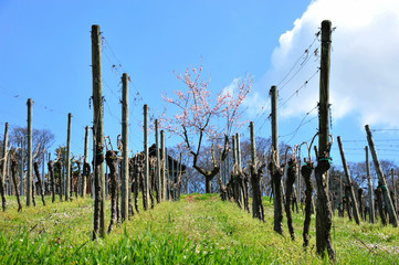 Typische alte Weinberghäuschen mit blühendem Mandelbäumchen im Frühling in den Weinbergen von...