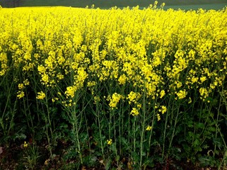 Yellow flowers canola