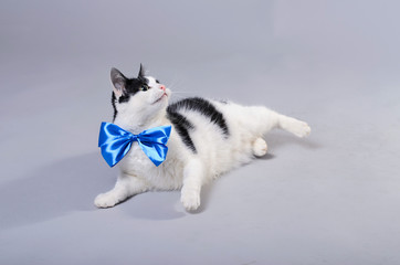 Beautiful cat with a blue bow tie, isolated photo.