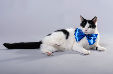 Fototapeta na wymiar A black and white cat wears a blue bow tie.