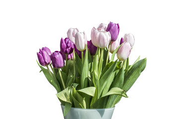 Spring bouquet of pink and white tulips isolated on the white background in bucket