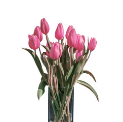 Spring bouquet of pink tulips isolated on the white background in bucket