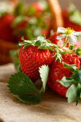fresh harvest strawberries on rustic table.