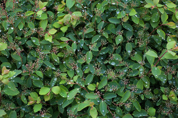 Green leaves background. Grass and dew abstract background.
