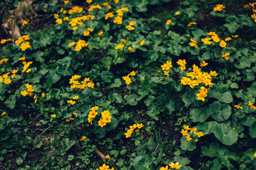 Yellow flowers on a dark green blurred background.