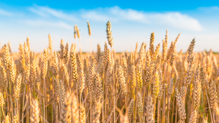 Sunny golden wheat field with blue sky in background