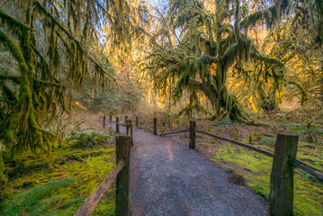 Hall of Mosses Trail is the most beautiful in Hoh Rain Forest. The Olympic Peninsula is home for gorgeous rain forests. Olympic National Park, Washington state, USA
