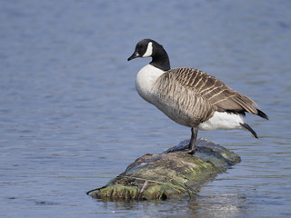 Canada goose, Branta canadensis