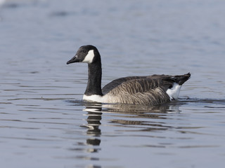 Canada goose, Branta canadensis