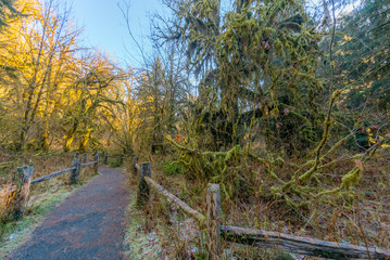 Hall of Mosses Trail is the most beautiful in Hoh Rain Forest. The Olympic Peninsula is home for gorgeous rain forests. Olympic National Park, Washington state, USA