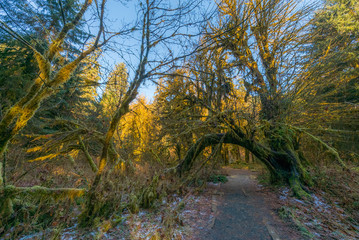 Natural arch from tree trunks. The Hall of Mosses Trail goes through the most beautiful rainforest. Hoh Rain Forest, Olympic National Park, Washington state, USA