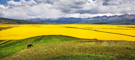 Yellow rape flowers in the valley of flowers