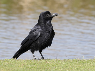 Carrion crow, Corvus corone