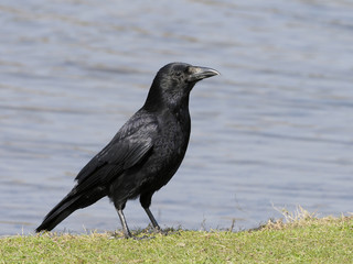 Carrion crow, Corvus corone