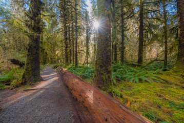 Sun is shining through the trees. The trunk of a fallen tree in a forest. Huge logs overgrown with green moss and fern lie in the forest. HOH RAIN FOREST, Olympic National Park, Washington state, USA