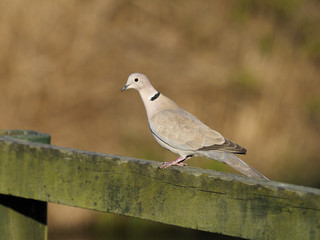 Collared dove, Streptopelia decaocto