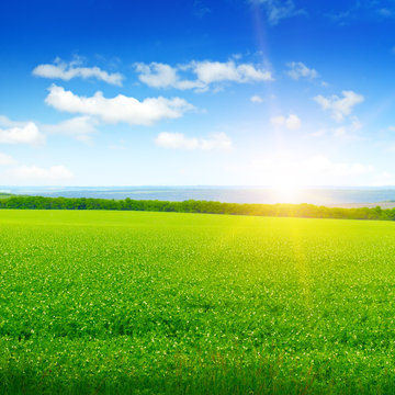 wheat field and sunrise in the blue sky