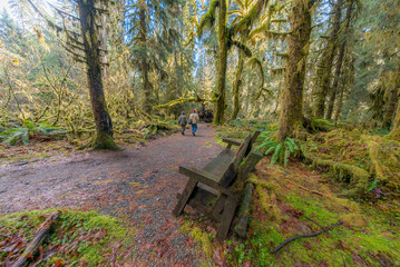 Fototapeta premium Wooden bench on a background of the rainforest. Hoh Rain Forest, Olympic National Park, Washington state, USA