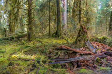 The trunk of a fallen tree in a forest. Huge logs overgrown with green moss and fern lie in the forest. HOH RAIN FOREST, Olympic National Park, Washington state, USA