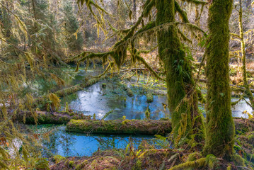 Swamp in the winter rainforest. Tree trunks covered with moss. HOH RAIN FOREST, Olympic National Park, Washington state, USA