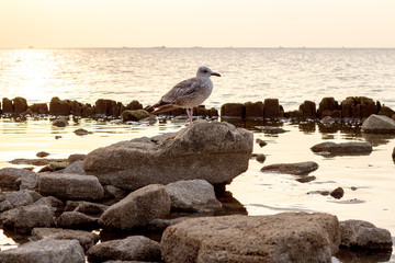 Bird sitting on a rock in the background sunset on the sea