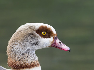 Egyptian goose, Alopochen aegyptiacus