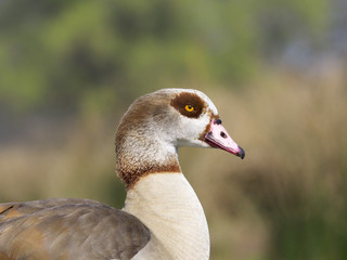 Egyptian goose, Alopochen aegyptiacus