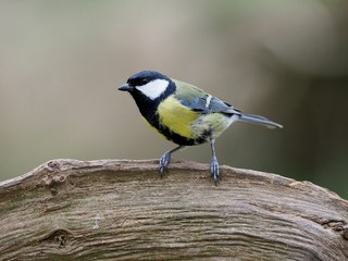Great tit, Parus major