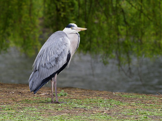 Grey heron, Ardea cinerea