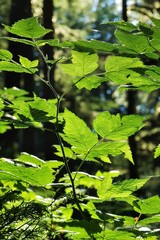 fresh leaves in woods