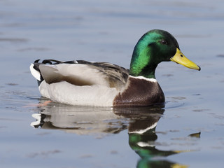 Mallard, Anas platyrhynchos