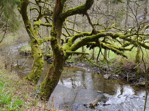 Eifel Perlenbachtal 1